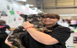 French Bulldog dogs for sale: Beautiful Long Haired Merle Male - Image 3