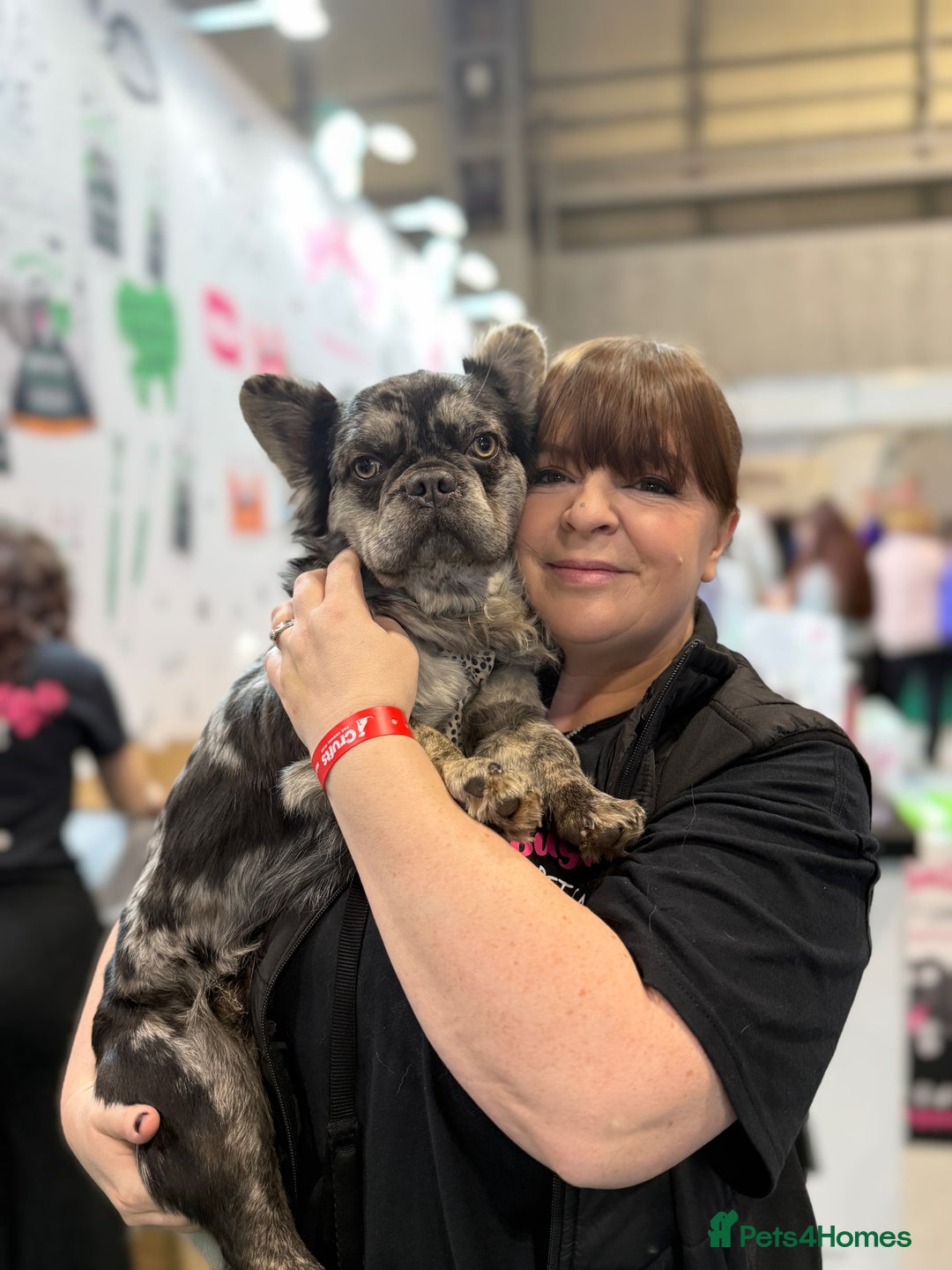 French Bulldog dogs for sale: Beautiful Long Haired Merle Male - Image 3