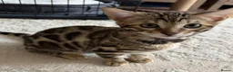 Bengal cats for sale: Pure Pedigree Bengal Kittens - Advert 12