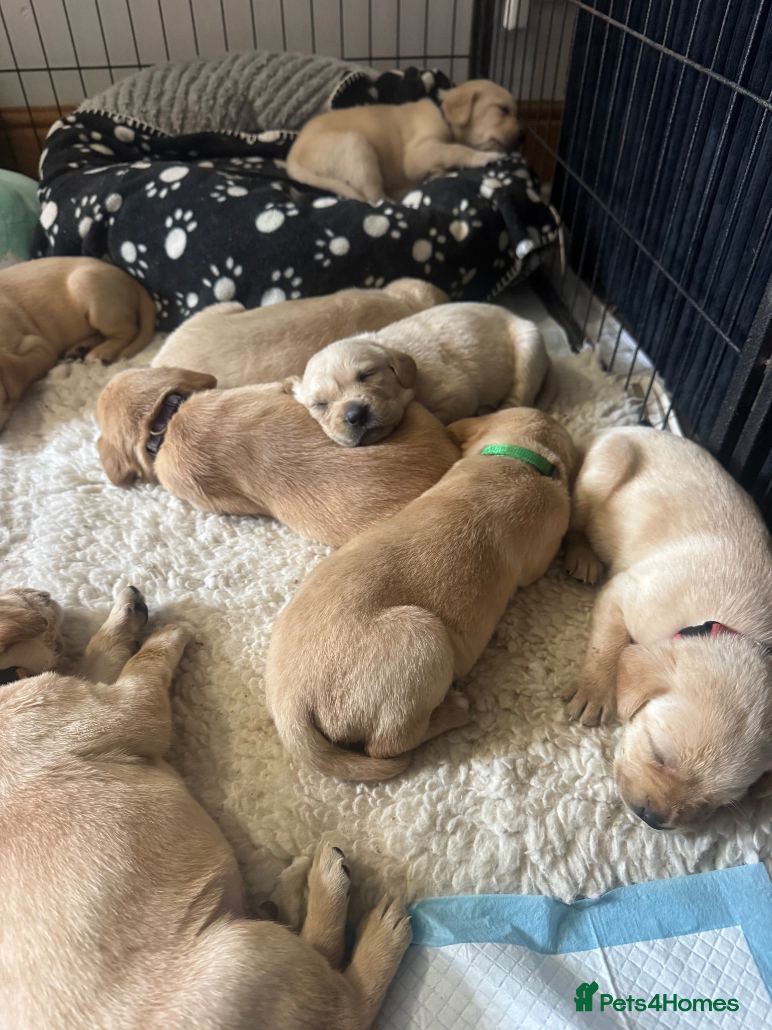 Labrador Retriever dogs Yellow & Fox Red Labrador Puppies - Advert 14