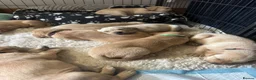 Labrador Retriever dogs for sale: Yellow & Fox Red Labrador Puppies - Advert 1