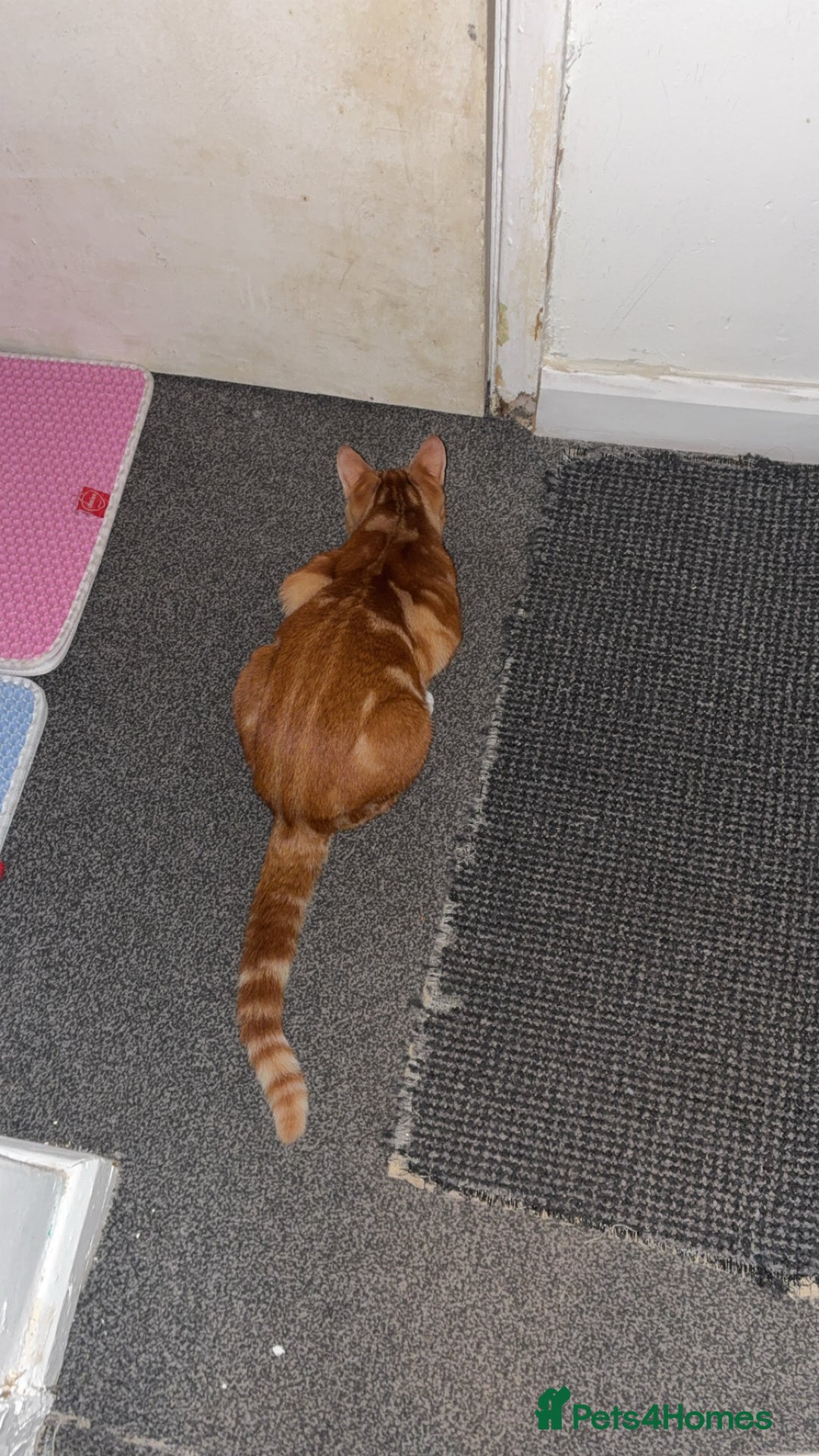 British Shorthair cats for sale: Tigger - Advert 4