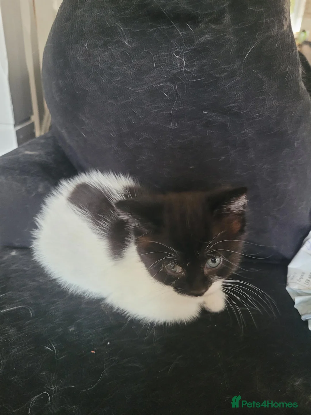 Mixed Breed cats for sale: Kittens for sale  - Advert 5