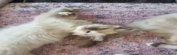 Ragdoll cats for sale: Beautiful loving ragdoll kittens - Advert 8