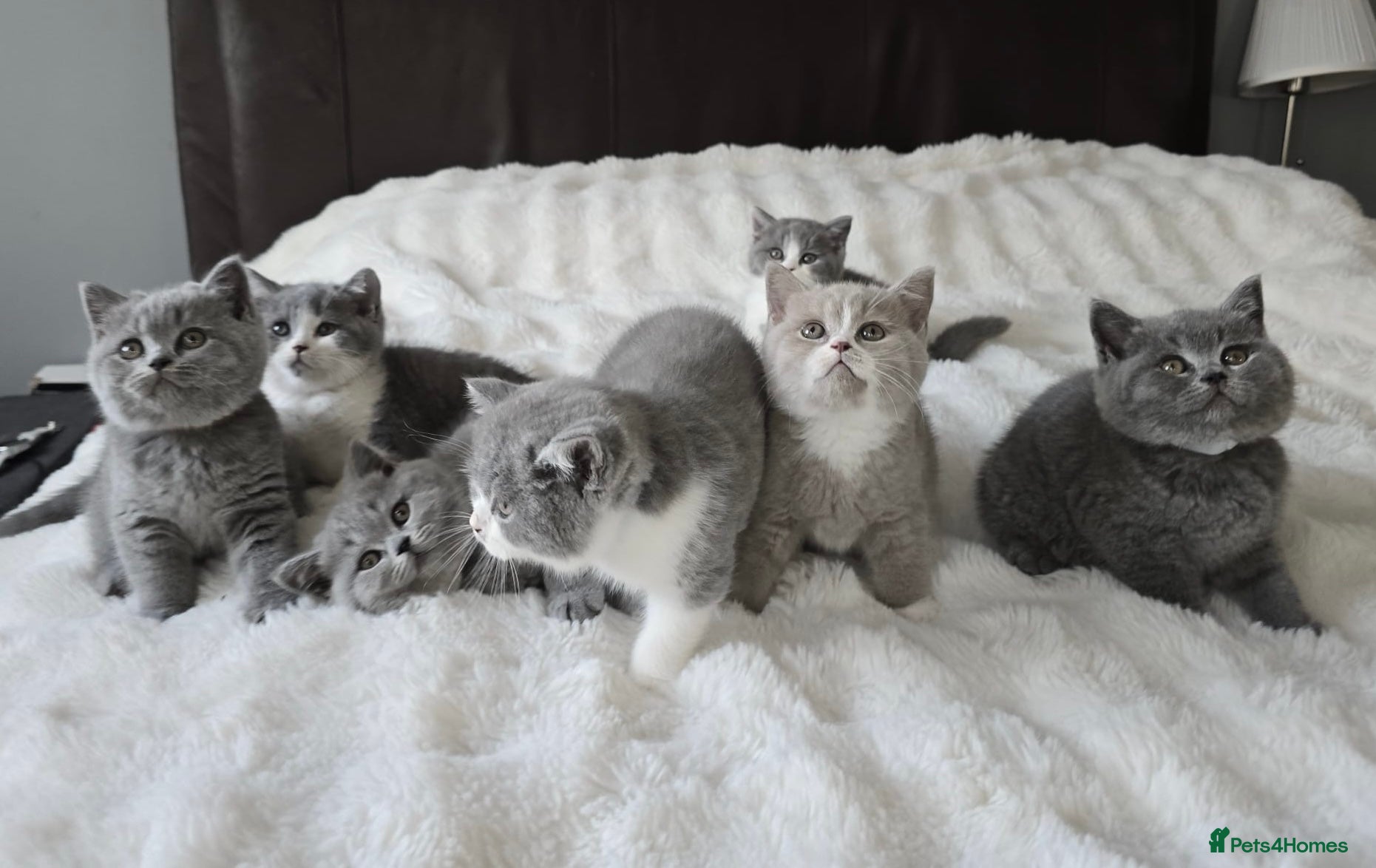 British Shorthair cats for sale: Pedigree Registered British Short Hair Kittens - Advert 1