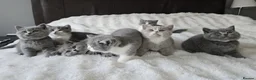 British Shorthair cats for sale: Pedigree Registered British Short Hair Kittens - Advert 1