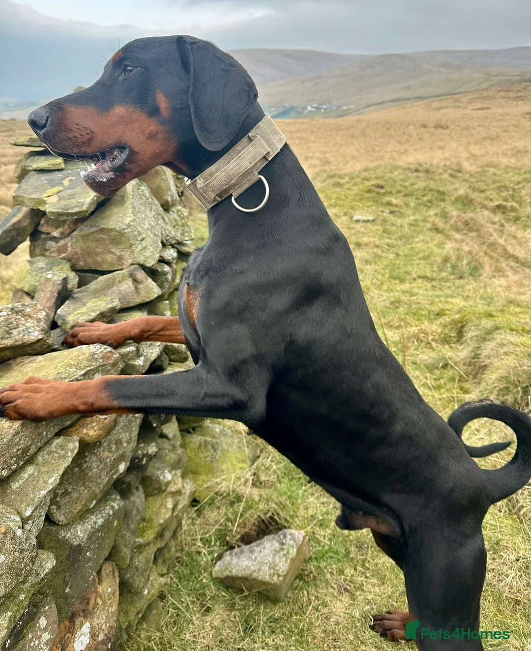 Dobermann dogs for sale: Health tested European puppies  - Advert 35