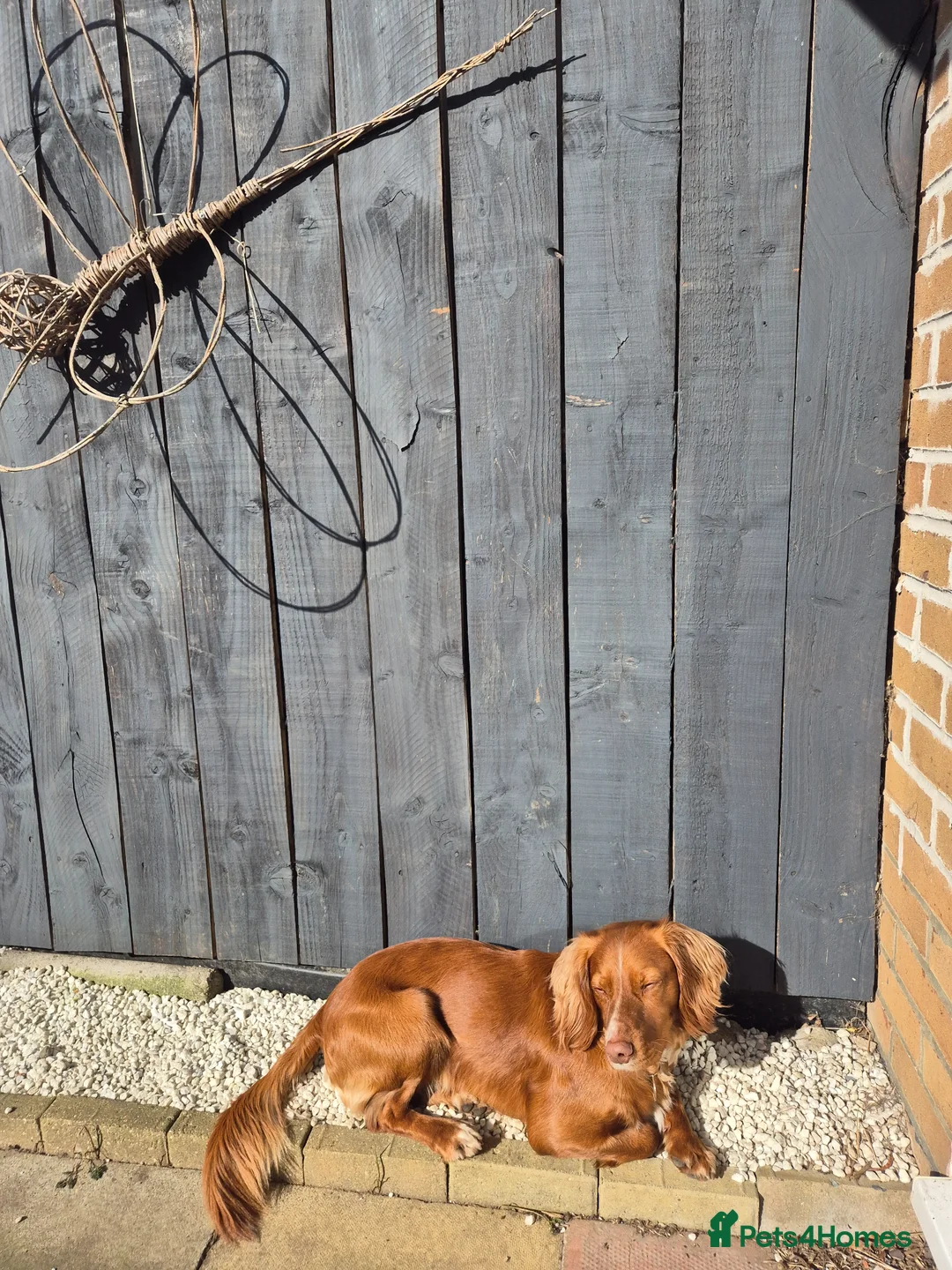 Cocker Spaniel dogs for stud: Working Cockerspaniel  in Stockton-on-Tees - Advert 2