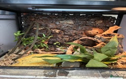Frog reptiles for sale: Whites Tree Frogs x2 - Image 1