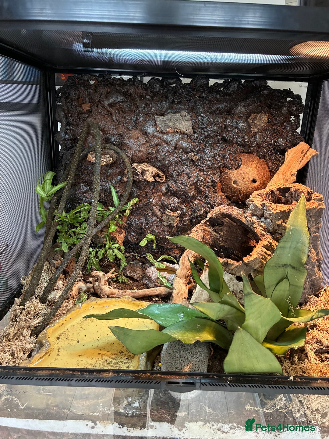 Frog reptiles for sale: Whites Tree Frogs x2 - Image 1