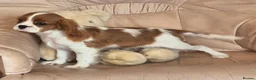 Cavalier King Charles Spaniel dogs for sale: Beautiful Cavalier King Charles Spaniel puppy - Advert 3
