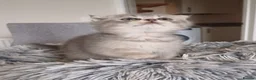 Scottish Fold cats for sale: Stunning TICA Scottish fold and straight kittens   - Advert 22