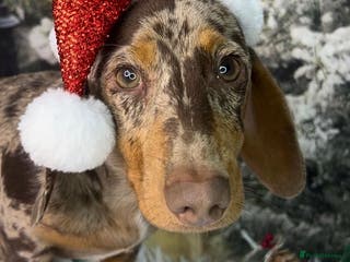 Miniature Dachshund dogs Chocolate and tan dapple- see DNA in description in Sunderland - Advert 24