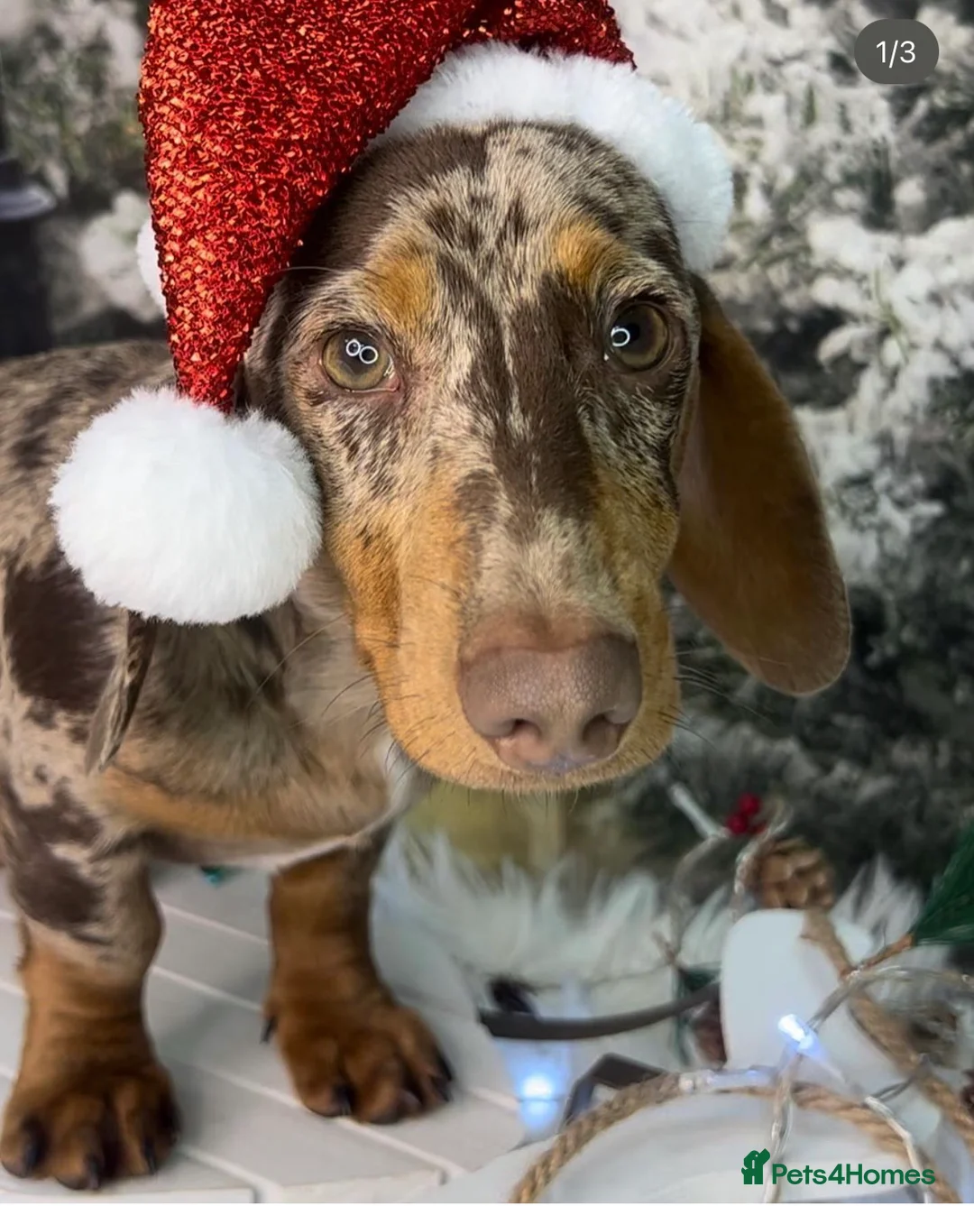 Miniature Dachshund dogs for stud: Chocolate and tan dapple- see DNA in description in Sunderland - Advert 1