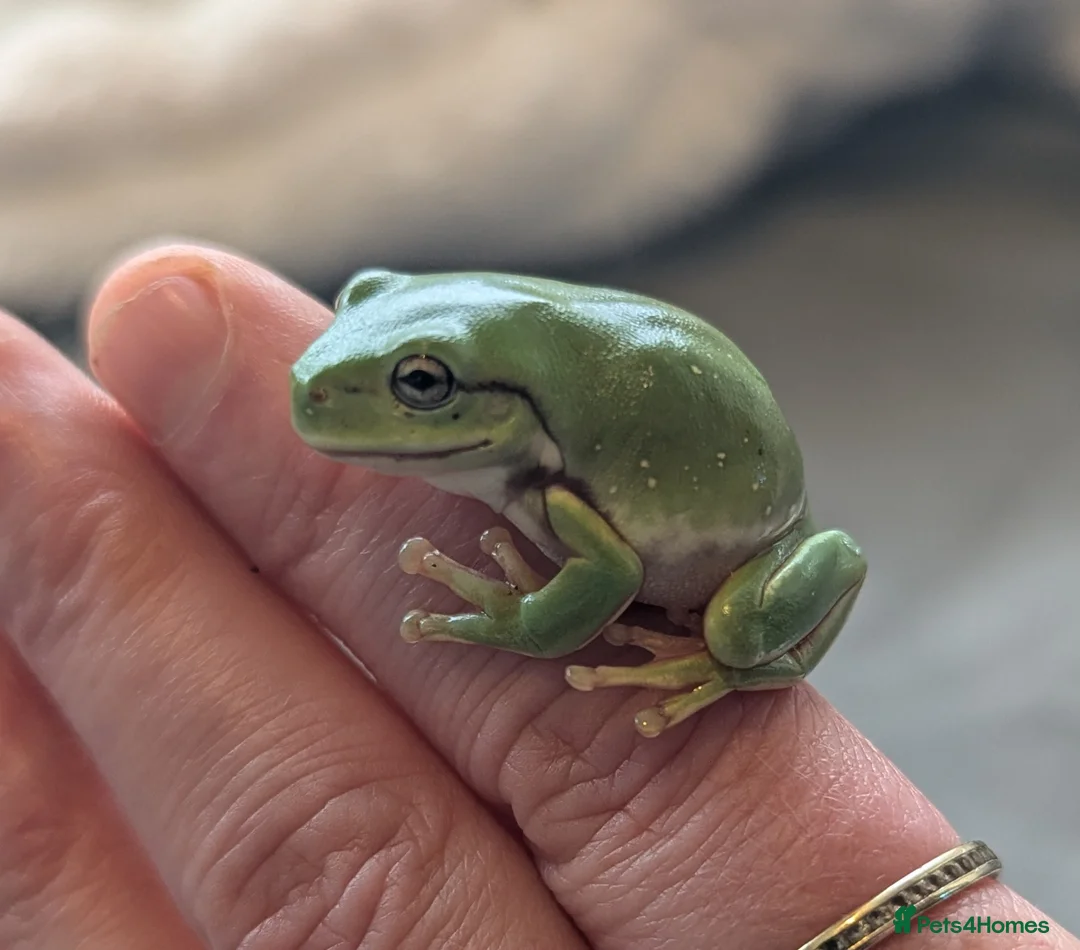 Frog reptiles for sale: Snowflake whites tree frogs - Advert 4