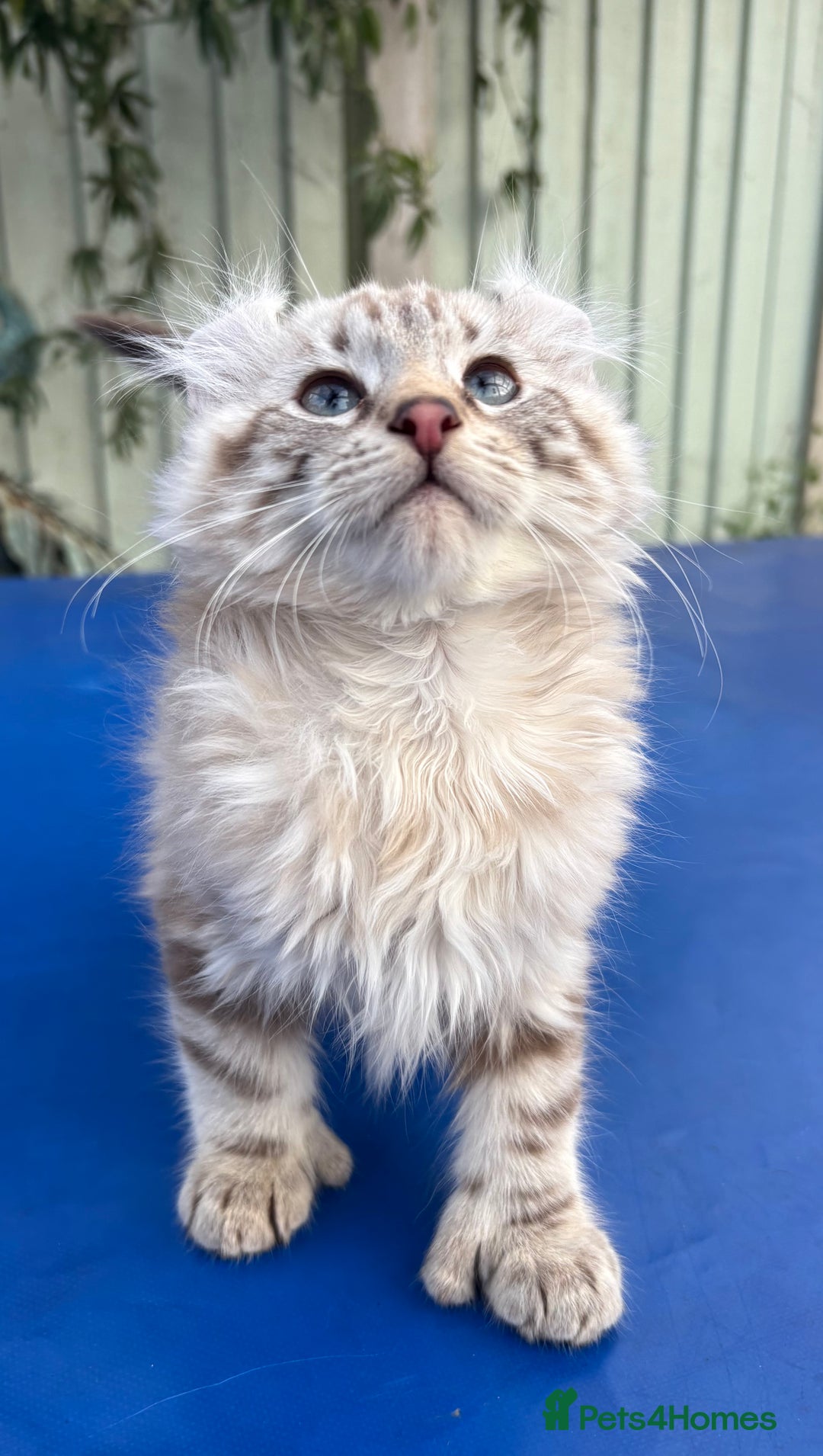 Keetso cats for sale: Stunning rare longhaired polydactyl curled eared  - Advert 13