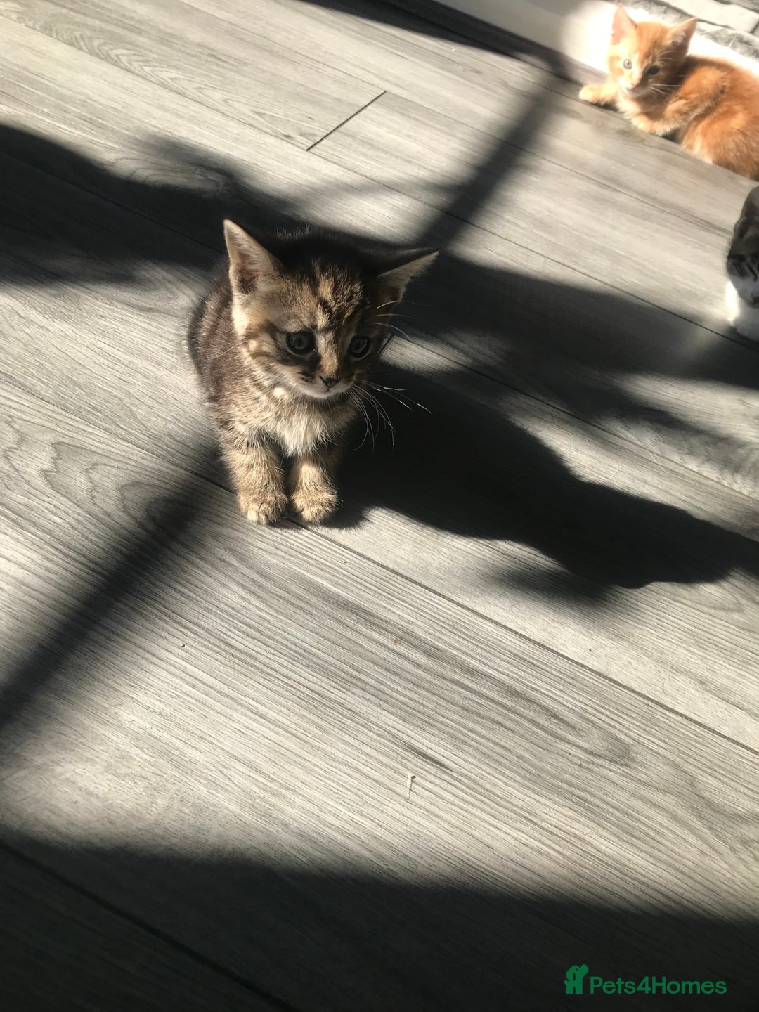 Mixed Breed cats for sale: kittens ready tabby girl - Image 3