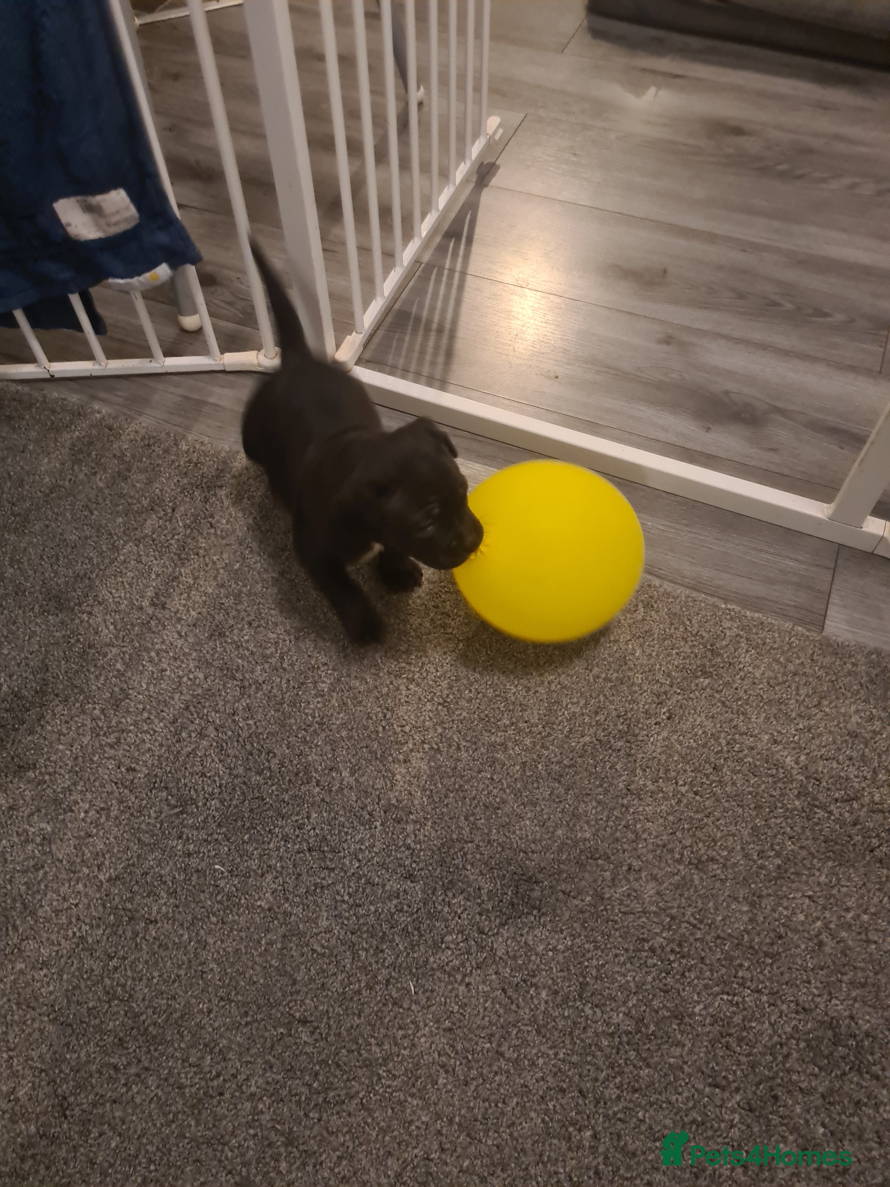 Staffordshire Bull Terrier dogs Beautiful staff female puppy - Advert 21