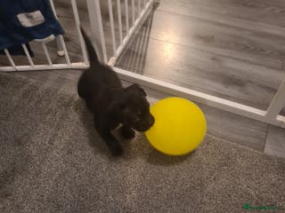 Staffordshire Bull Terrier dogs Beautiful staff female puppy - Advert 21