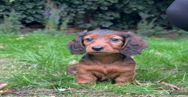 Miniature Dachshund dogs - Advert 12
