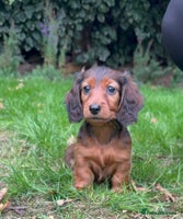 Miniature Dachshund dogs - Advert 12