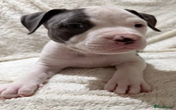 American Bully dogs for sale: Abkc Pocket Bully X Abkc classic Bully puppies - Image 32