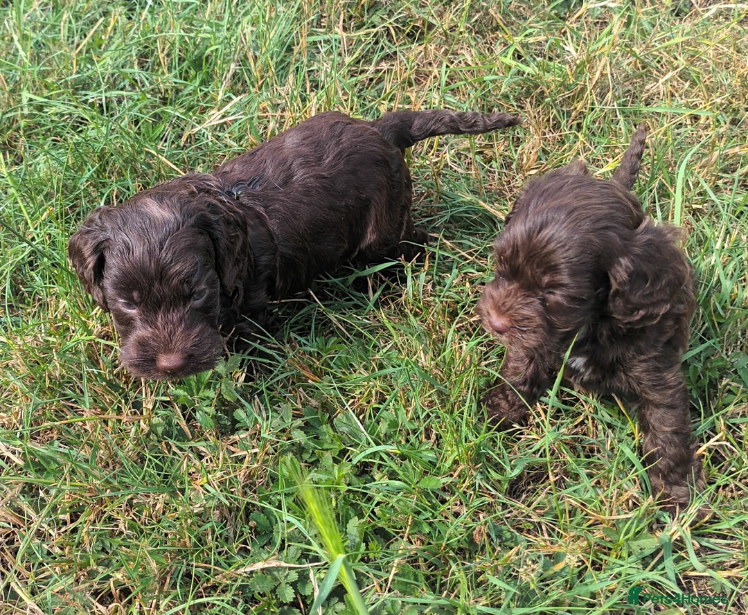 Cockapoo dogs for sale: 🐾 Brilliant Cockalier-a-Poo Puppies! 🐾 - Image 3