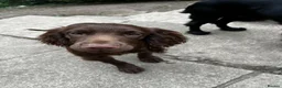 Cocker Spaniel dogs for sale: Cocker spaniel  in Newton Abbot - Advert 7