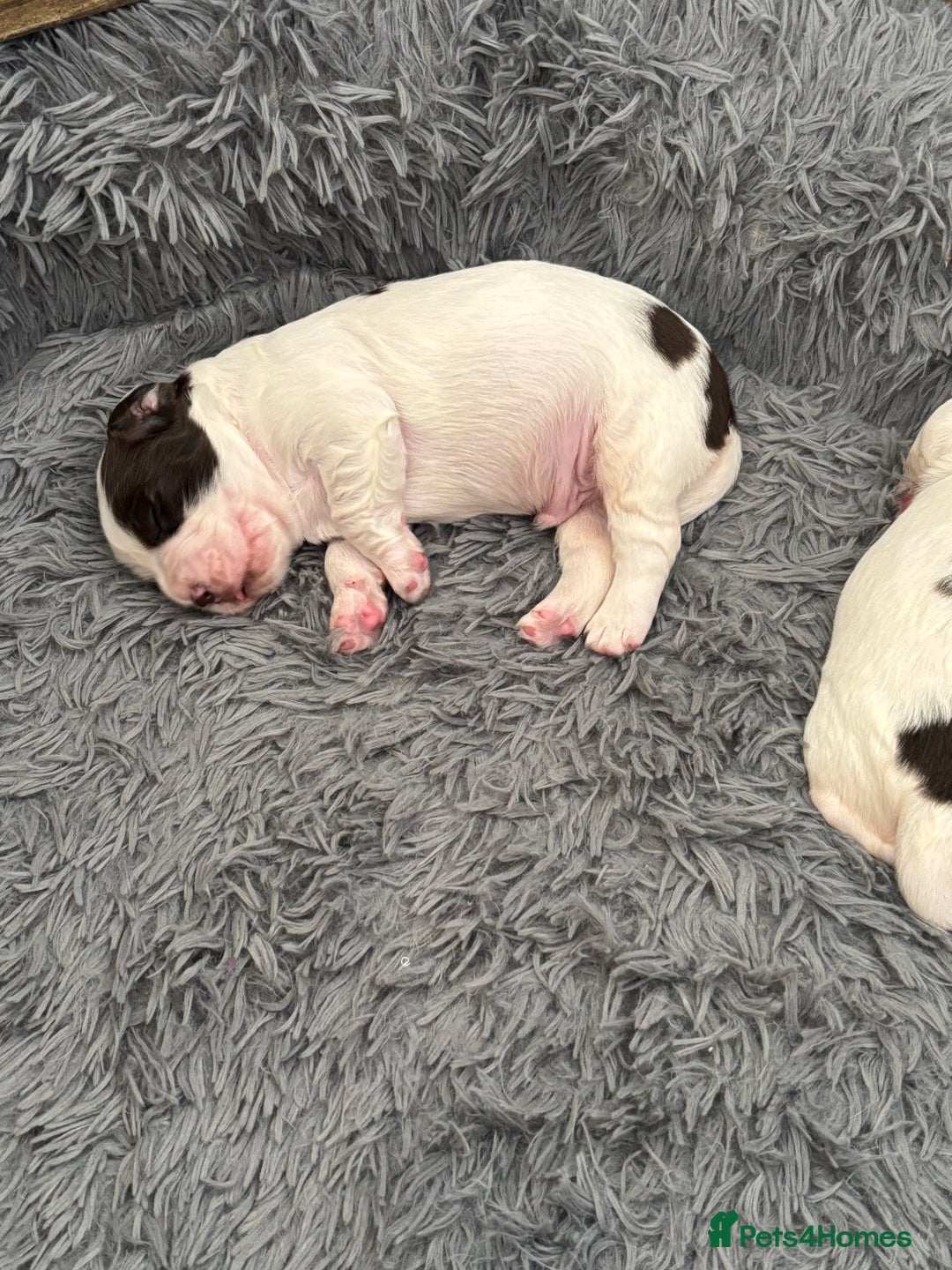 English Springer Spaniel dogs for sale: Beautiful English Springer Spaniel Puppies  - Image 8