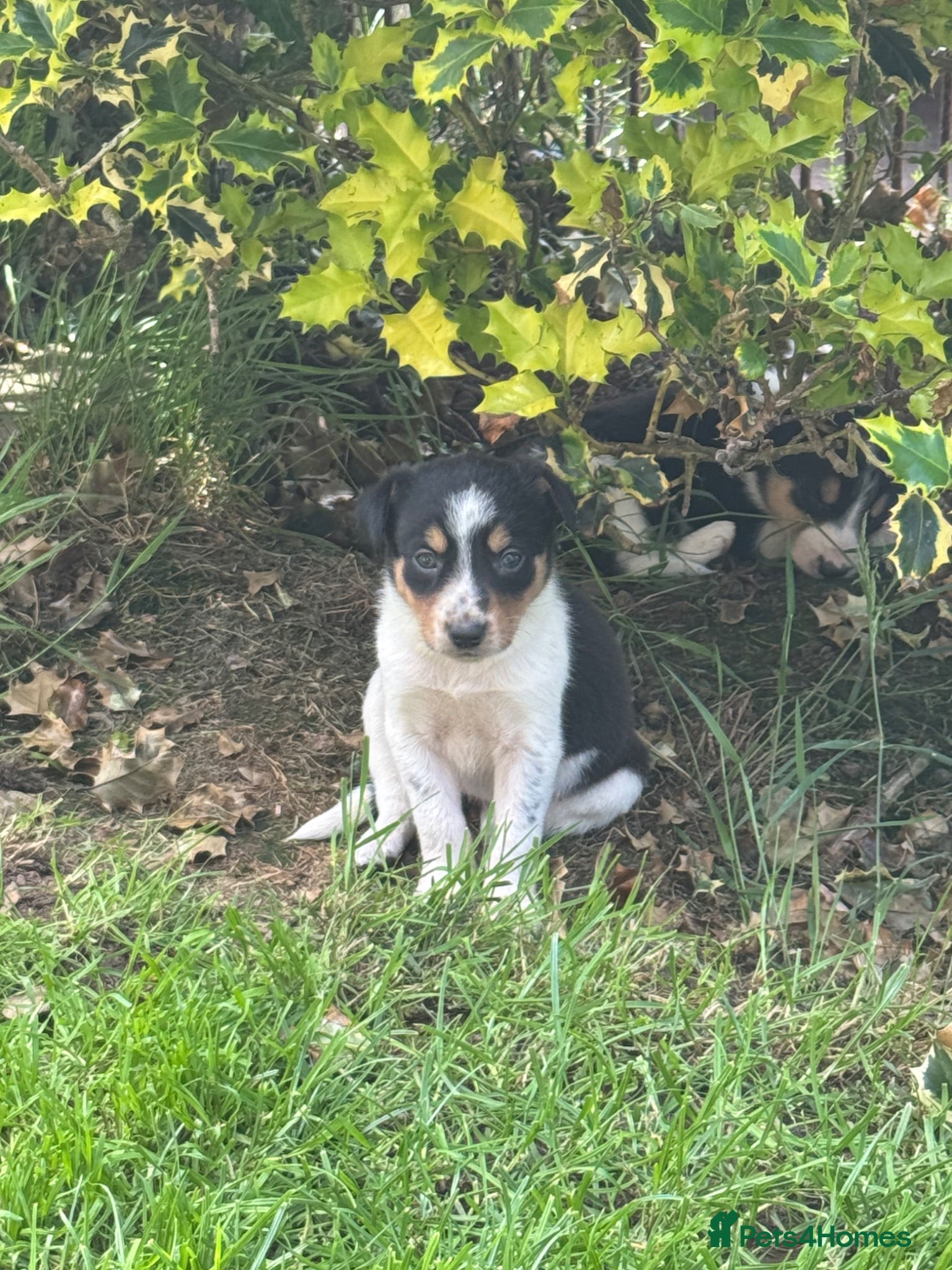 Border Collie dogs Border collie pups ready to leave 3rd july - Advert 12