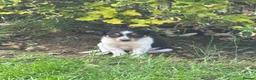 Border Collie dogs for sale: Border collie pups ready to leave 3rd july in Brecon - Advert 5