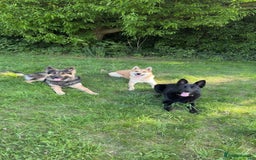 German Shepherd dogs for sale: German shepherd puppies for sale  - Image 2