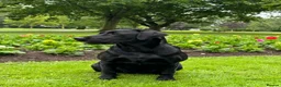 Labrador Retriever dogs for sale: KC Labradors, Black & Fox Red  - Advert 13