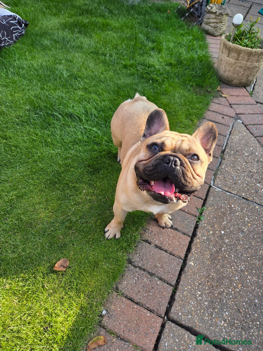 French Bulldog dogs for stud: Standard Fawn French Bulldog Stud. Silver Tested!! - Advert 7