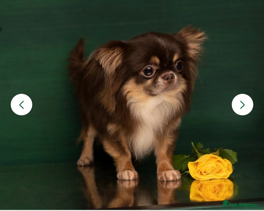 Chihuahua dogs for sale: 💜🤎 Exotic KC LC chihuahuas 🤎💜 - Image 14