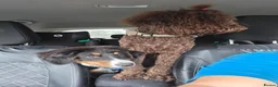 Bernese Mountain Dog dogs for sale: Re-homing female bernese mountain puppy - Advert 4