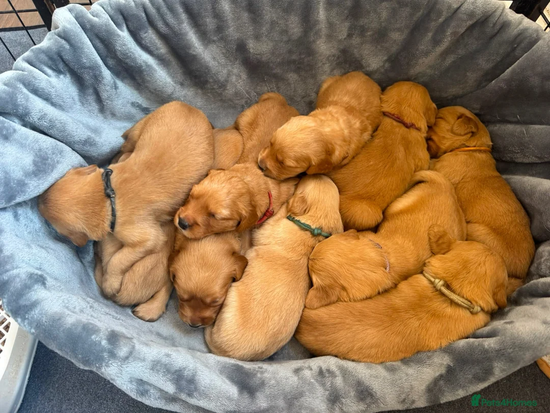 Golden Retriever dogs for sale: KC Registered Dark Red Golden Retriever Puppies - Advert 8