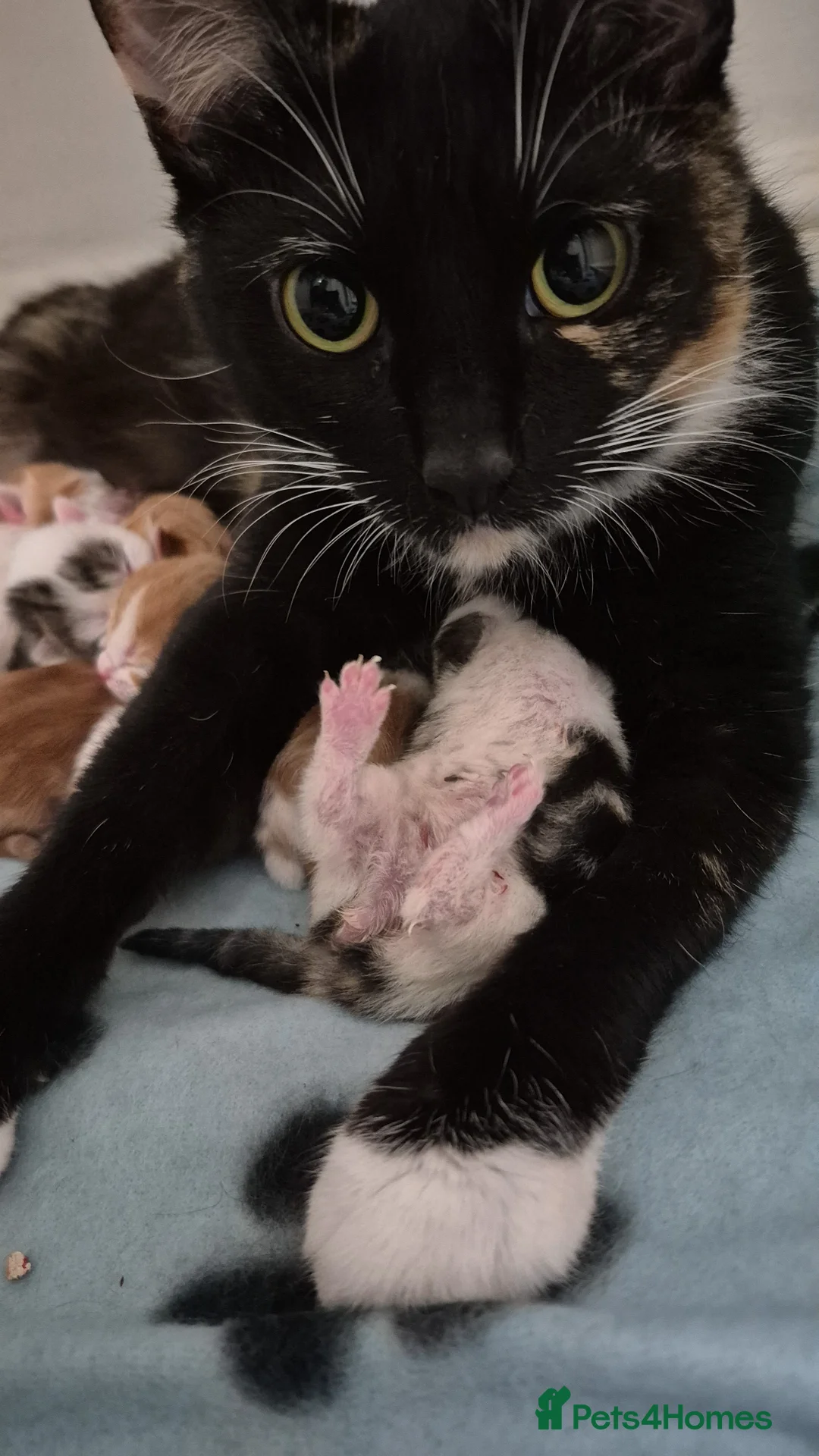 Mixed Breed cats for sale: Lovely female cat needs forever home  - Advert 3