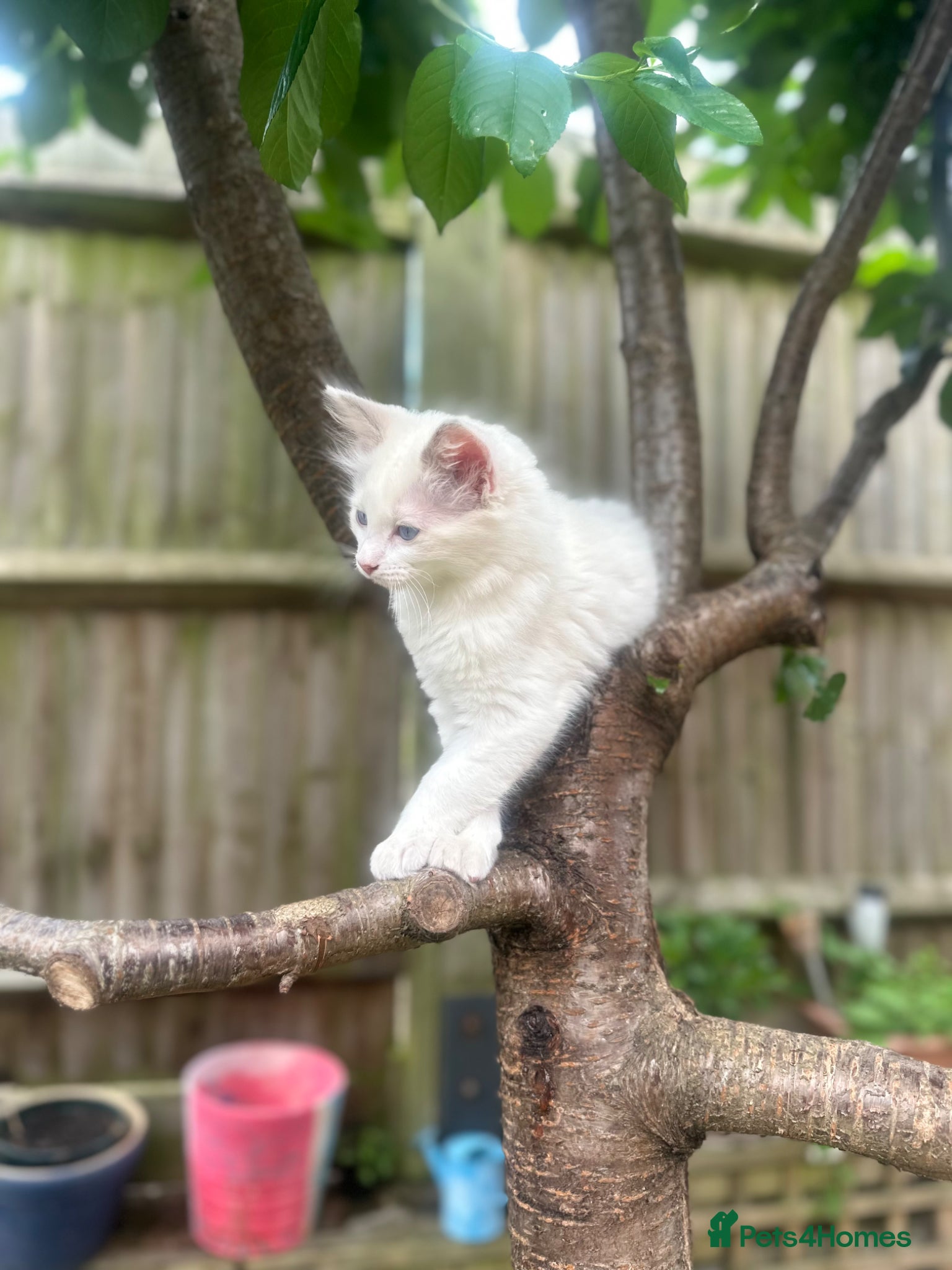 Ragdoll cats Beautiful Ragdoll Siamese Kittens - Advert 10