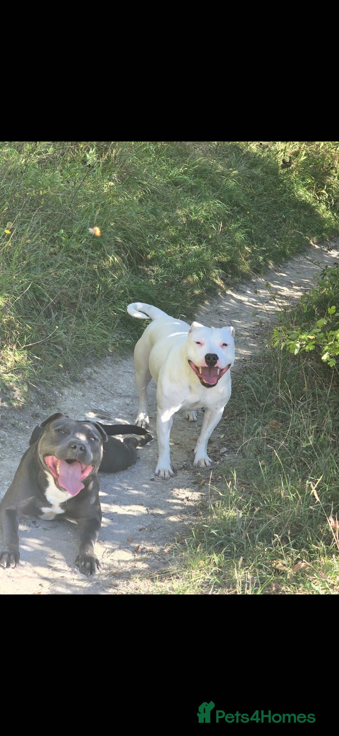 Staffordshire Bull Terrier dogs for sale: Staffordshire terrier puppies  - Advert 8