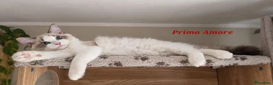 Ragdoll Kitten 1