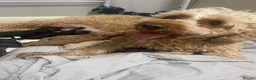 Cockapoo dogs for sale: Adorable out standing health checks - Advert 1