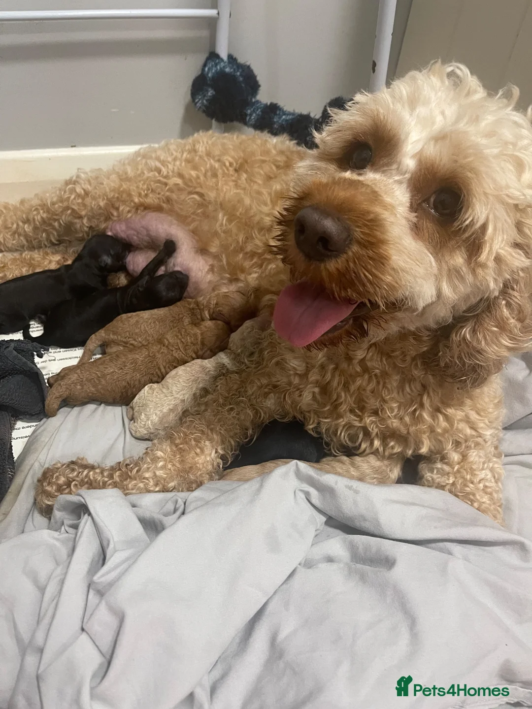 Cockapoo dogs for sale: Adorable out standing health checks - Advert 1