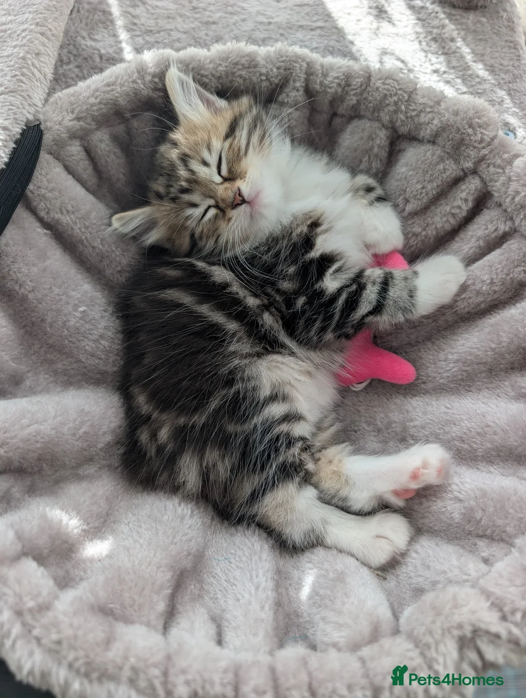 Siberian cats for sale: Adorable siberian kittens - Advert 5