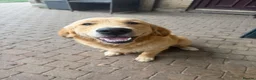 Golden Retriever dogs for sale: 2 Gorgeous Golden retriever family pets/stud dogs - Advert 6
