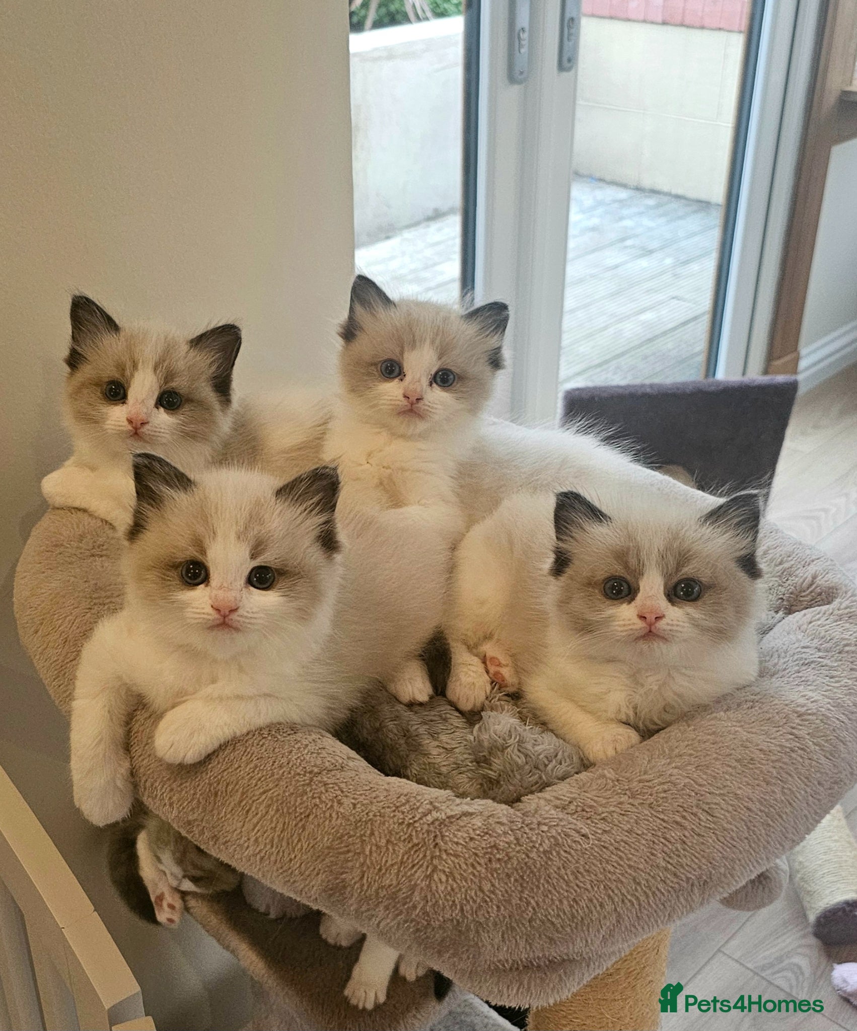 Ragdoll cats Ragdoll Tica Pedigree kittens - Advert 2