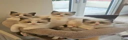 Ragdoll cats for sale: Ragdoll Tica Pedigree kittens - Advert 11
