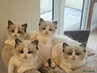 Ragdoll cats Ragdoll Tica Pedigree kittens - Advert 2