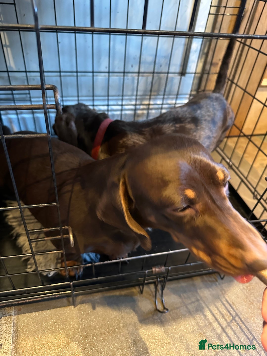 Miniature Dachshund dogs for sale: 2 Amazing Girls - Advert 10
