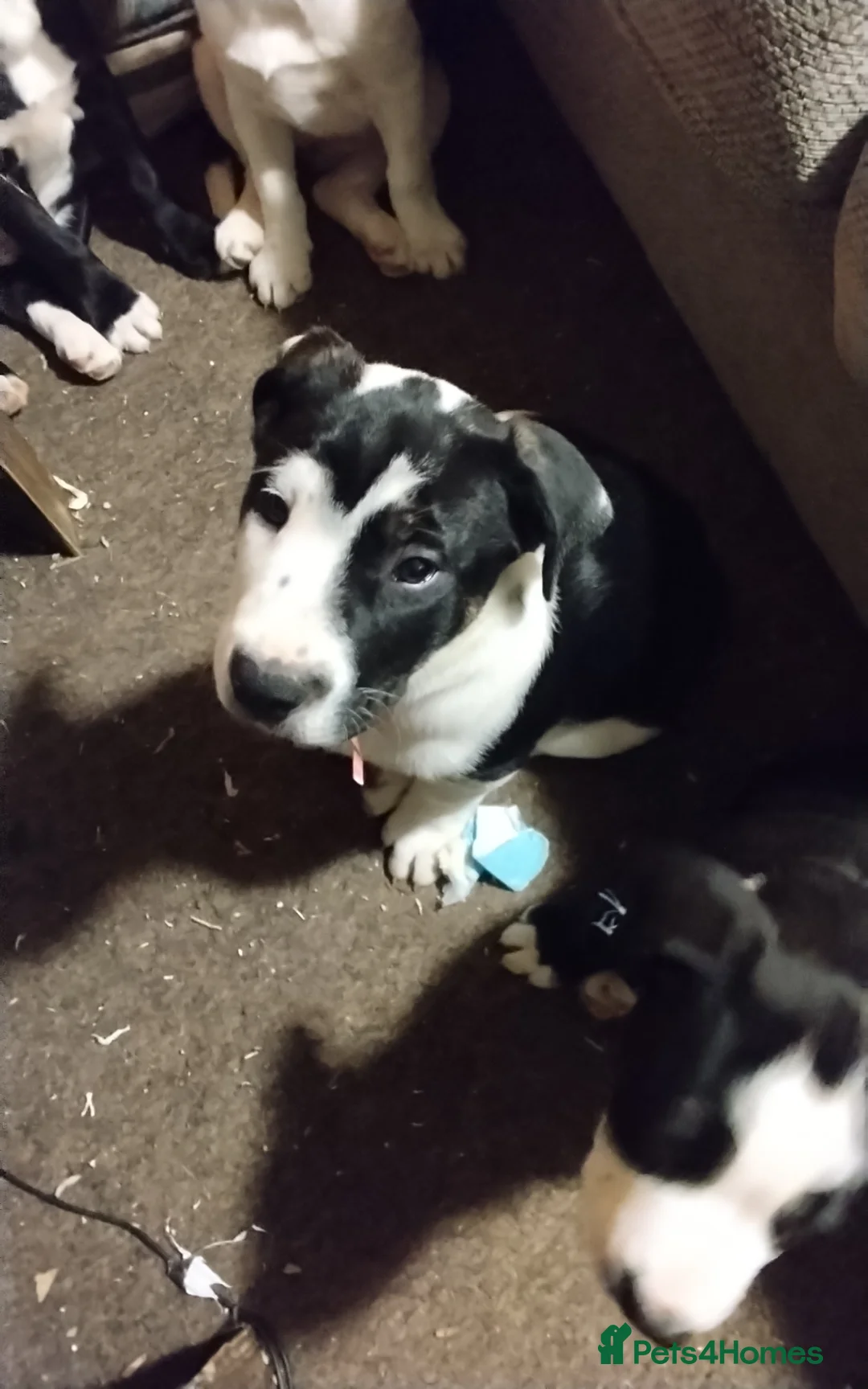 Mixed Breed dogs for sale: English Bulldog x border collie (bull collie) - Advert 5